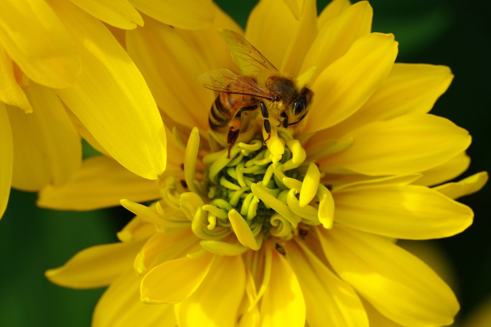 Sony a7R III + Sony FE 90mm F2.8 Macro G OSS sample photo. Yellow, bee, violet photography