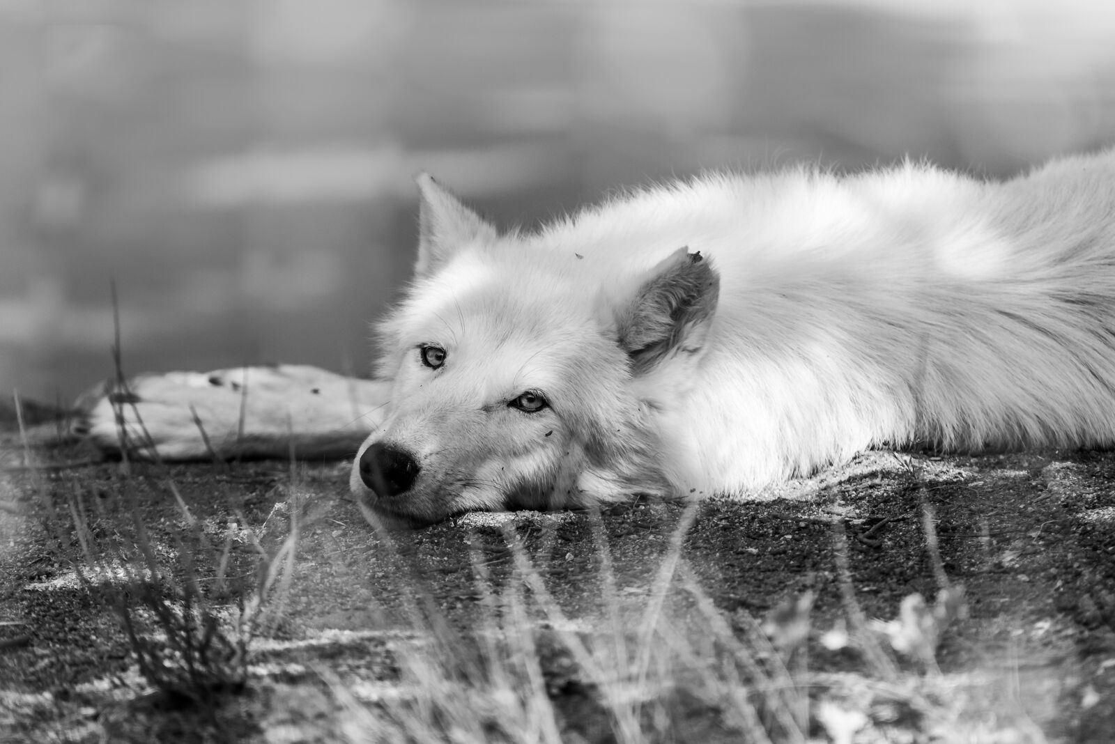 Nikon D750 sample photo. Wolf, animal, wildlife photography