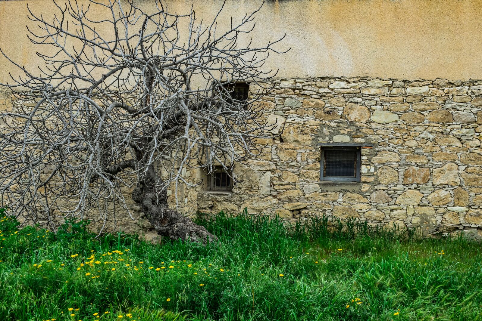 Nikon D3300 sample photo. Tree, old, wall photography