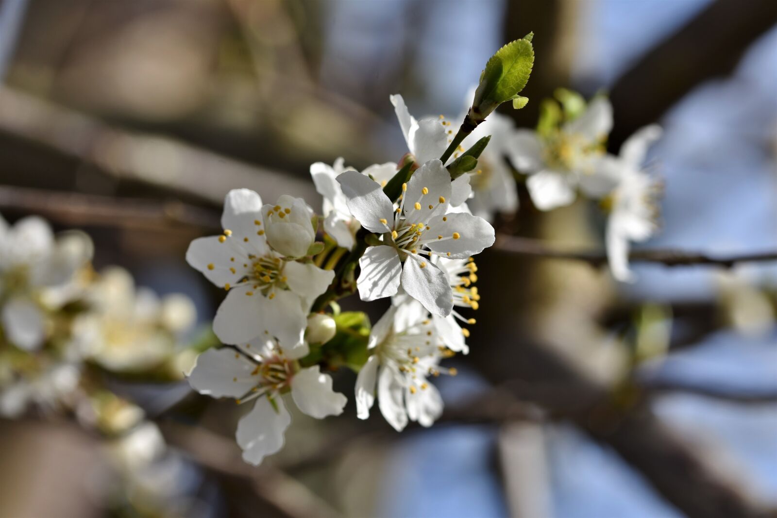 Nikon D7200 sample photo. Plum blossom, blossom, bloom photography