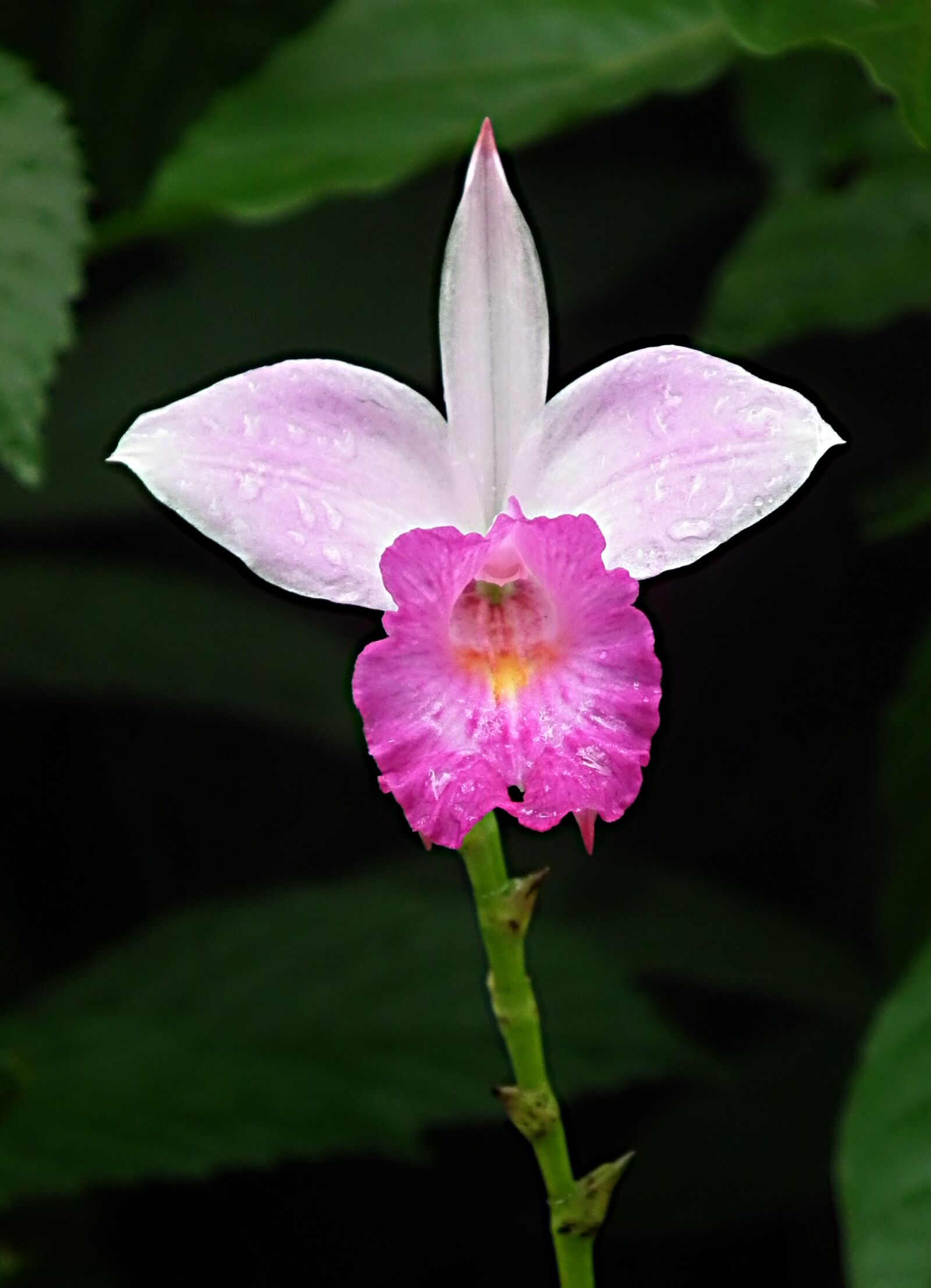 FujiFilm FinePix HS10 (FinePix HS11) sample photo. Cattleya orchid, orchid garden photography