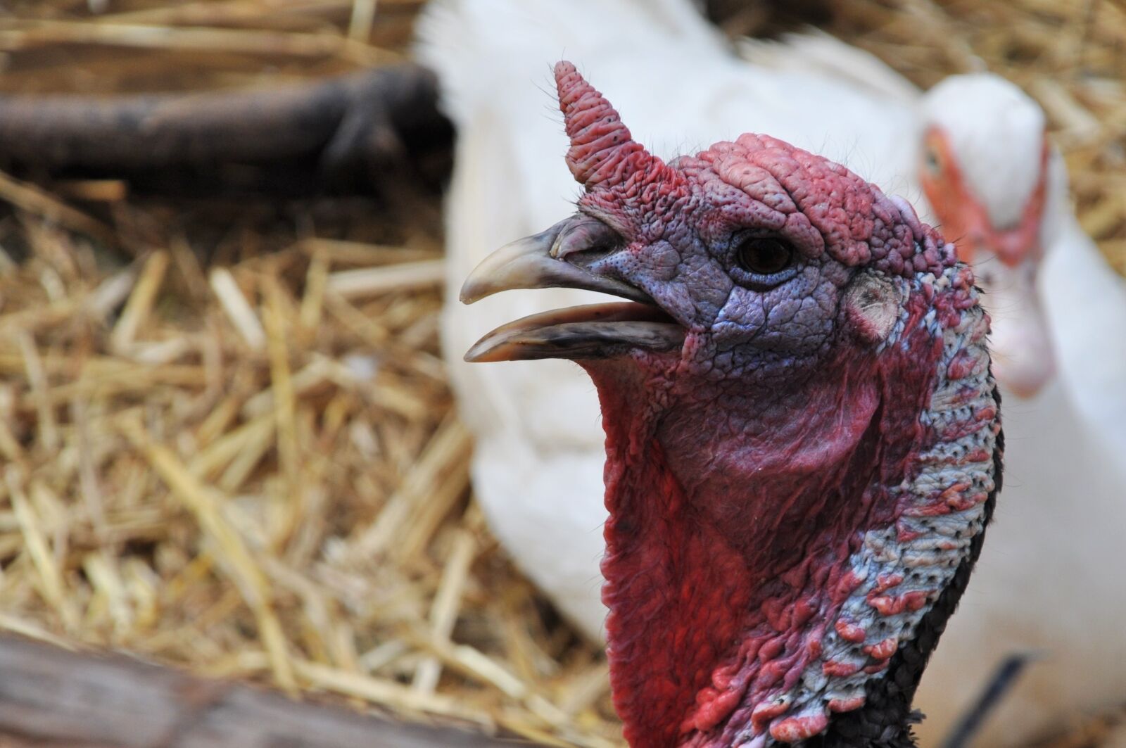 Nikon D90 sample photo. Turkey, poultry, farm photography