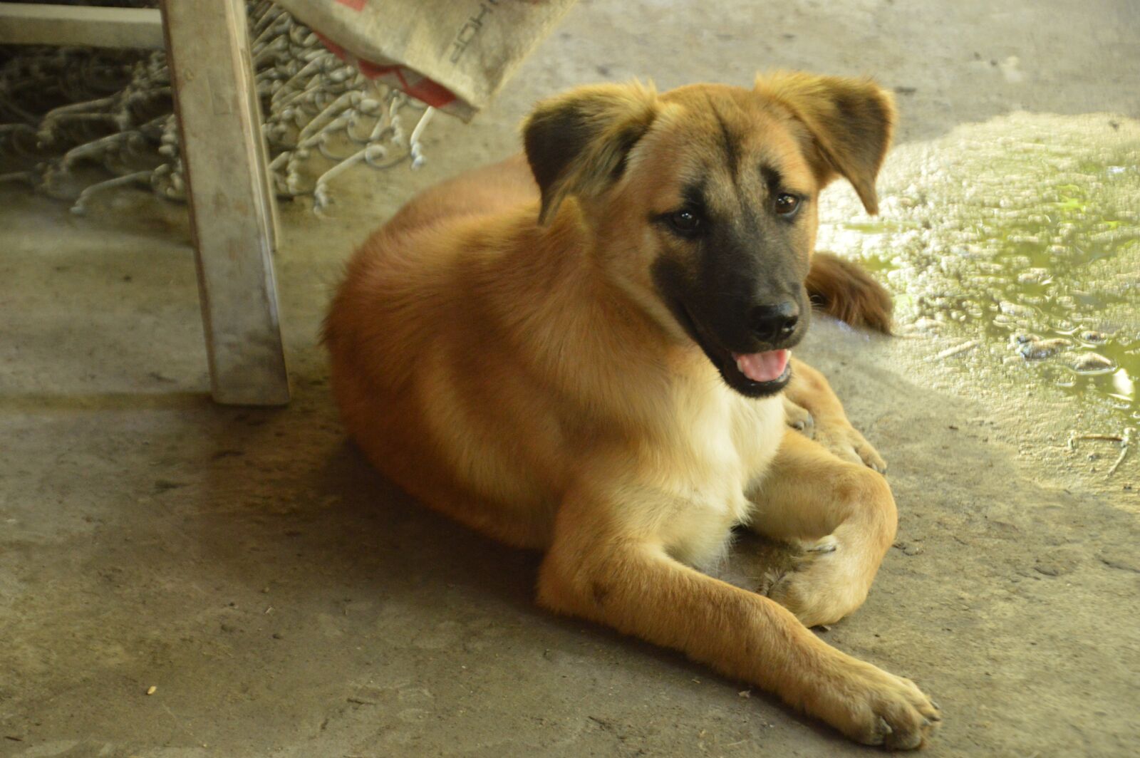 Nikon D3200 sample photo. Pet, my pet, dog photography