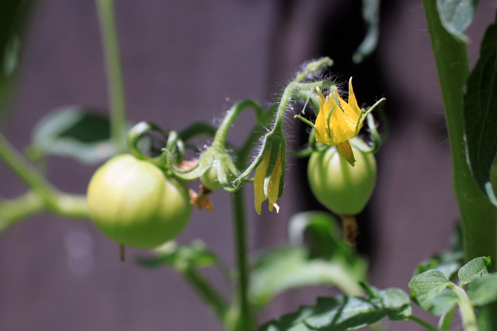 Canon EOS 500D (EOS Rebel T1i / EOS Kiss X3) sample photo. Tomato, flower, blurry background photography