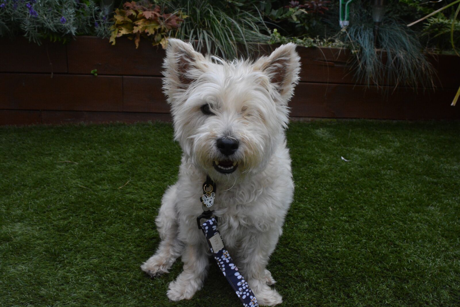 Nikon D5200 sample photo. Cairn terrier, terrier, dog photography