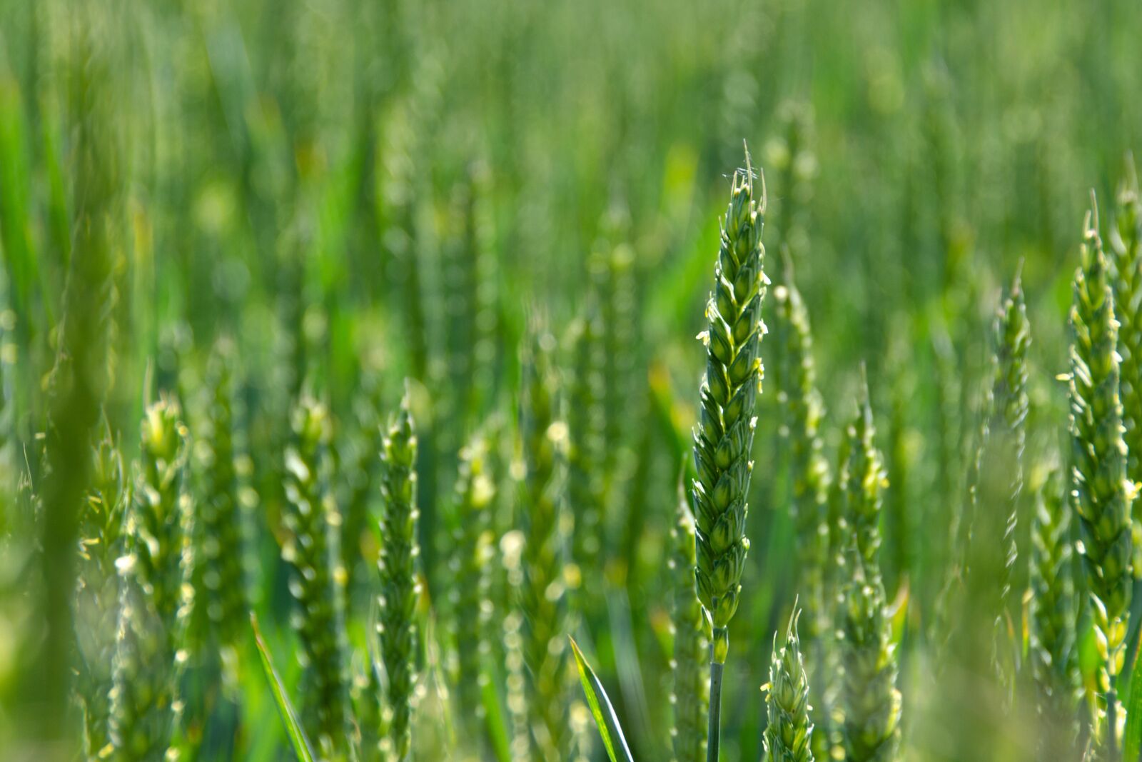 Nikon D7000 sample photo. Wheat, field, cereals photography