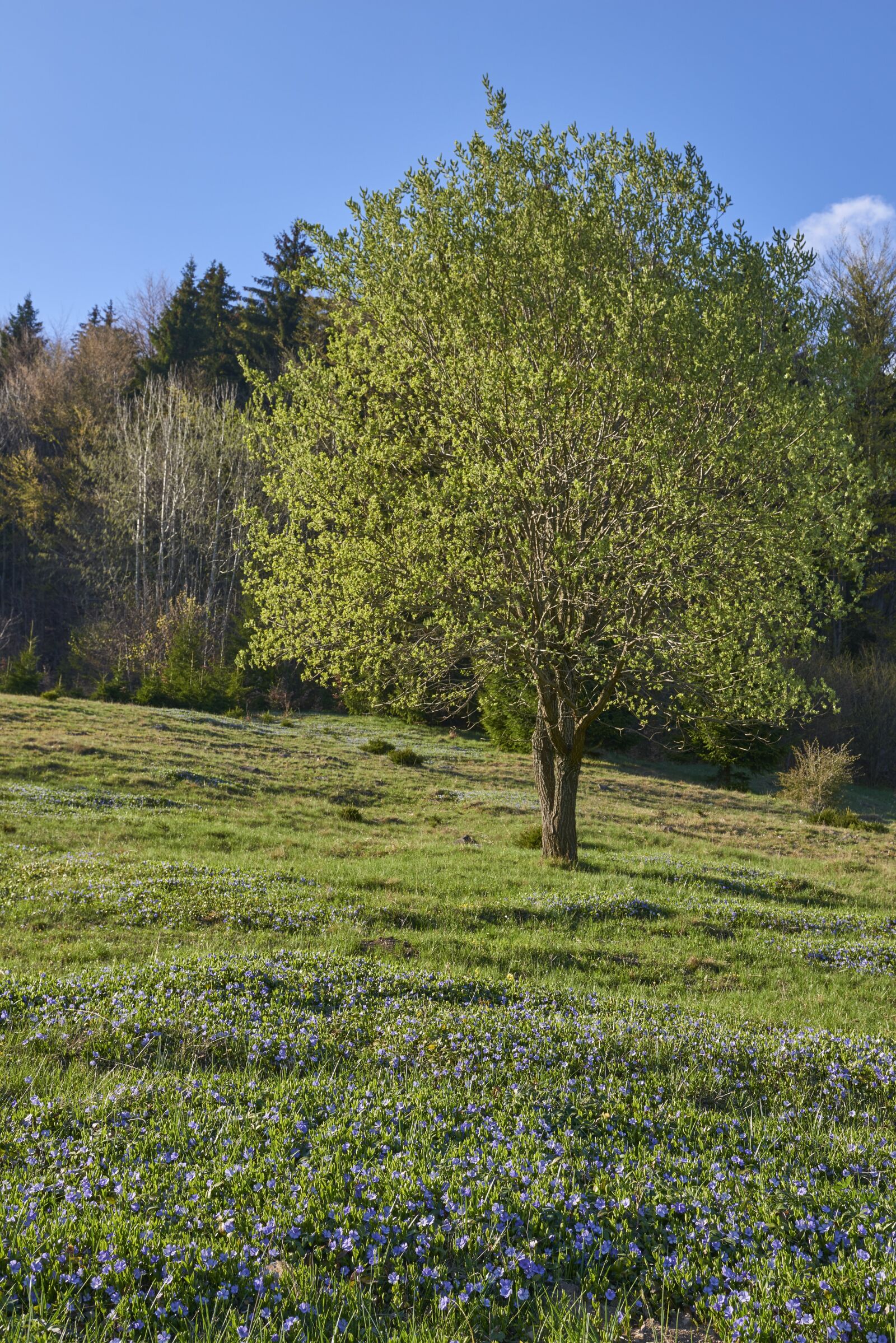 Nikon D800 sample photo. Tree, spring, flower photography