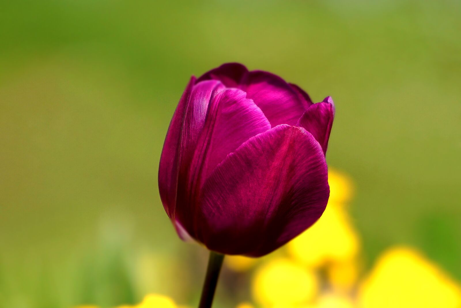 Sony E 55-210mm F4.5-6.3 OSS sample photo. Flower, tulip, spring photography