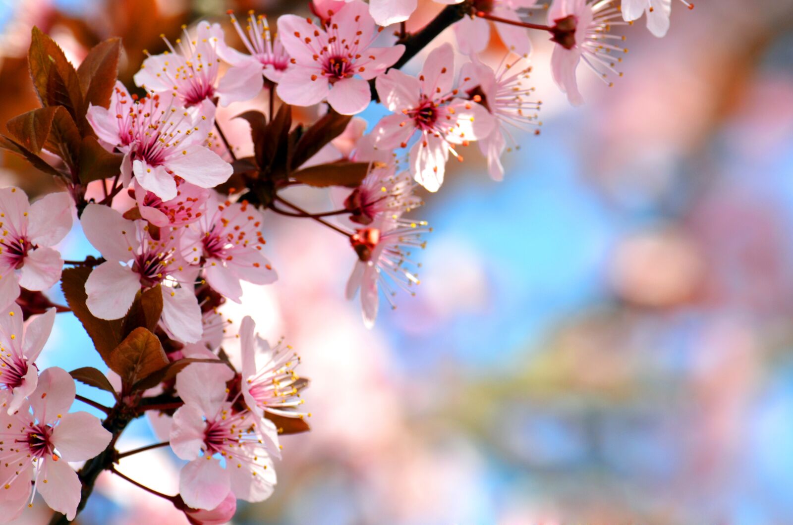 Nikon D5100 sample photo. Flowers, pink, spring photography