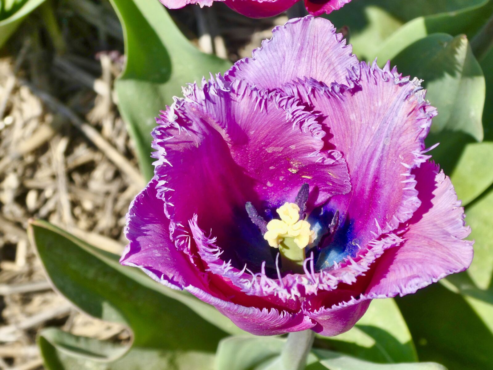 Panasonic Lumix DC-ZS70 (Lumix DC-TZ90) sample photo. Tulip, purple, flower photography