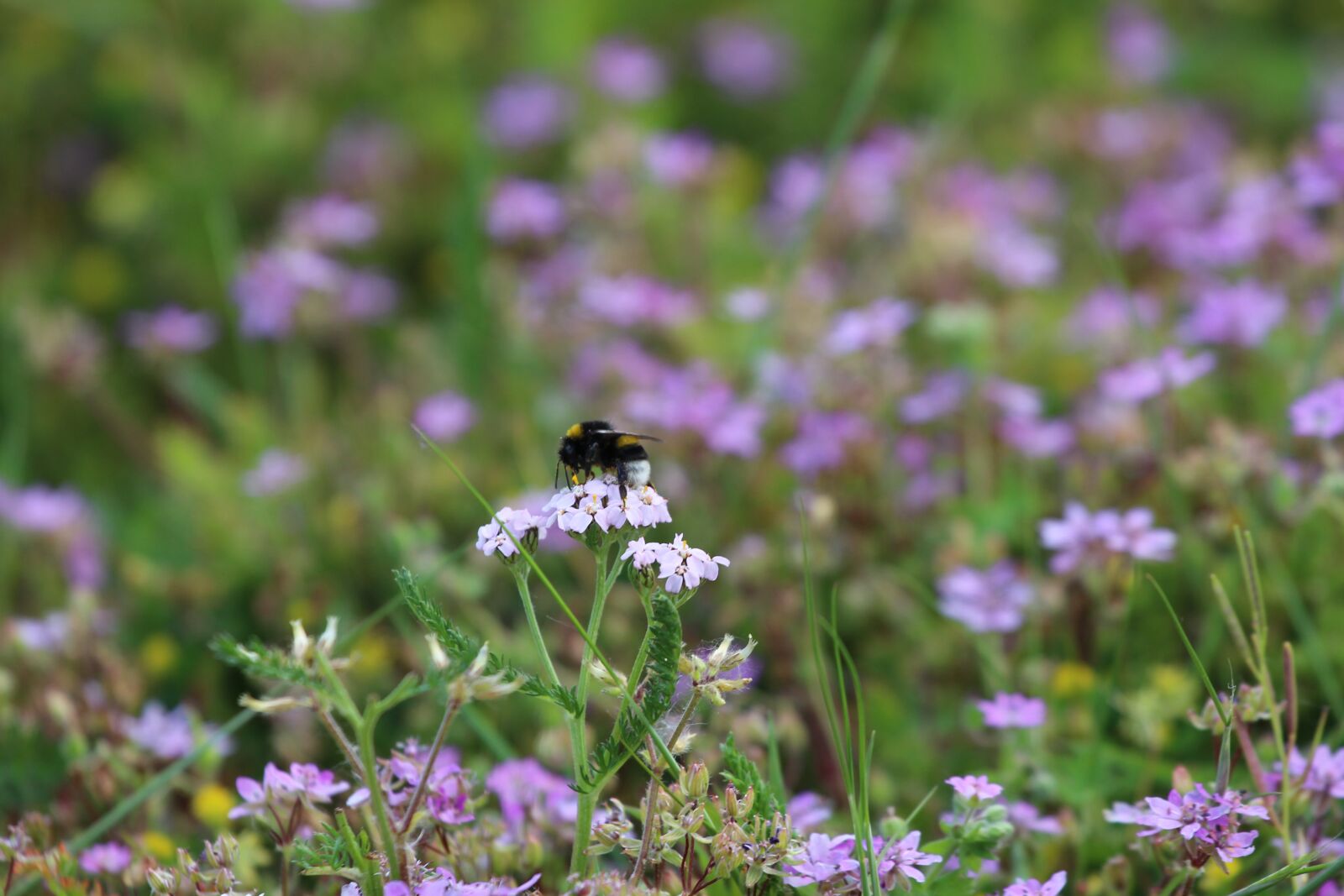 Canon EOS 700D (EOS Rebel T5i / EOS Kiss X7i) + Canon EF 70-200mm F4L USM sample photo. Meadow, hummel, nature photography