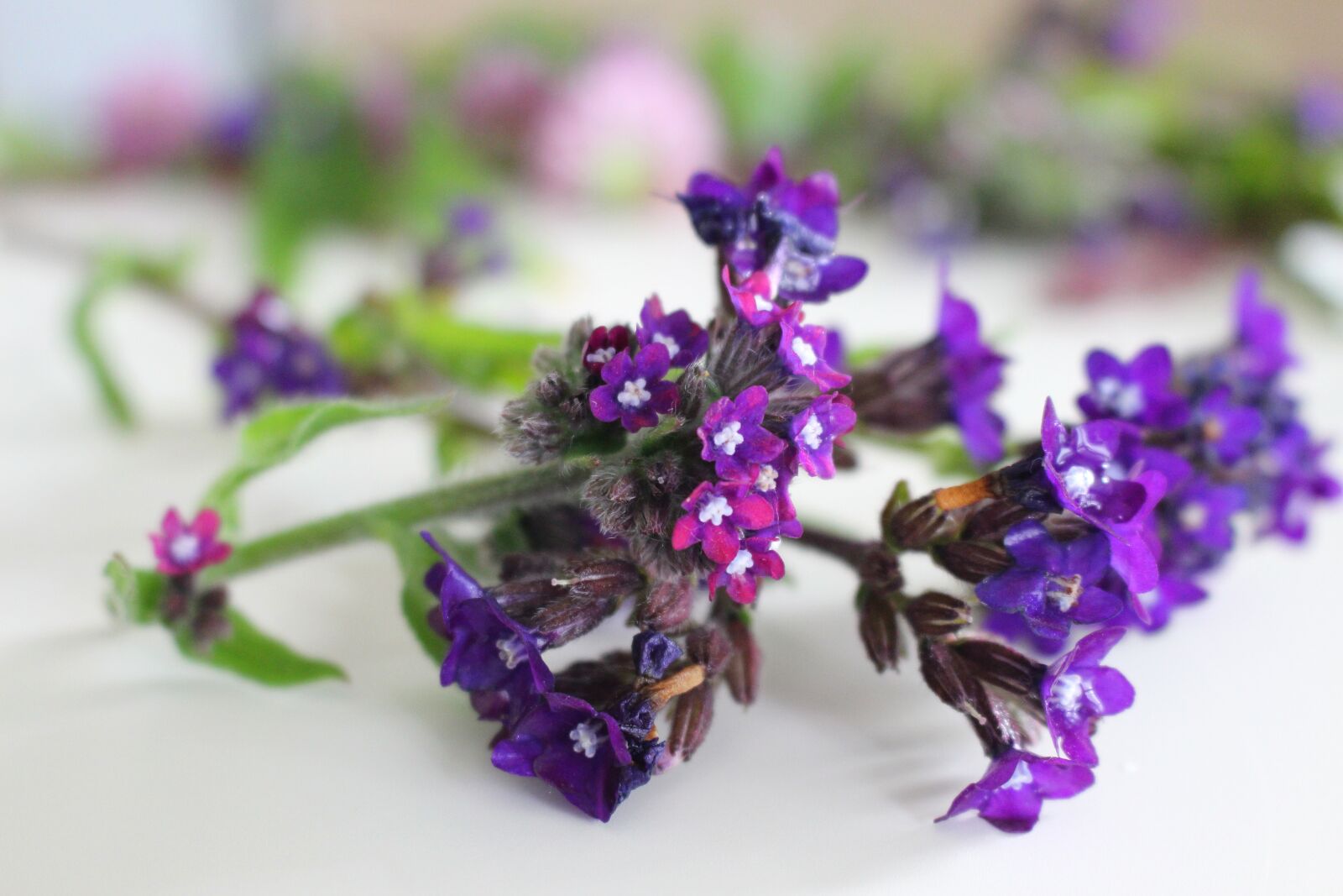 Canon EOS 700D (EOS Rebel T5i / EOS Kiss X7i) sample photo. Purple, nature, blossom photography