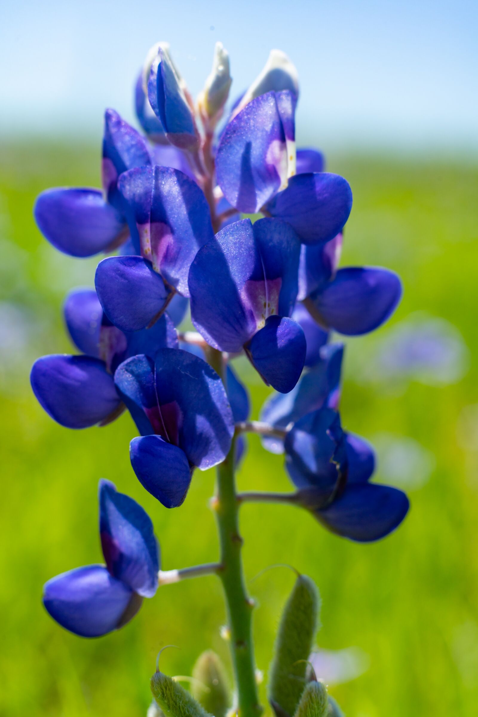 Sony a7 II + Sony FE 50mm F1.8 sample photo. Blue bonnet, texas, outdoor photography