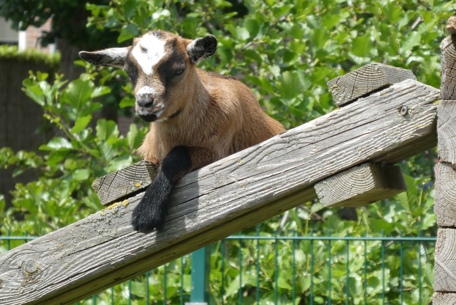 Panasonic Lumix DC-ZS70 (Lumix DC-TZ90) sample photo. Young goat, playful, goat photography