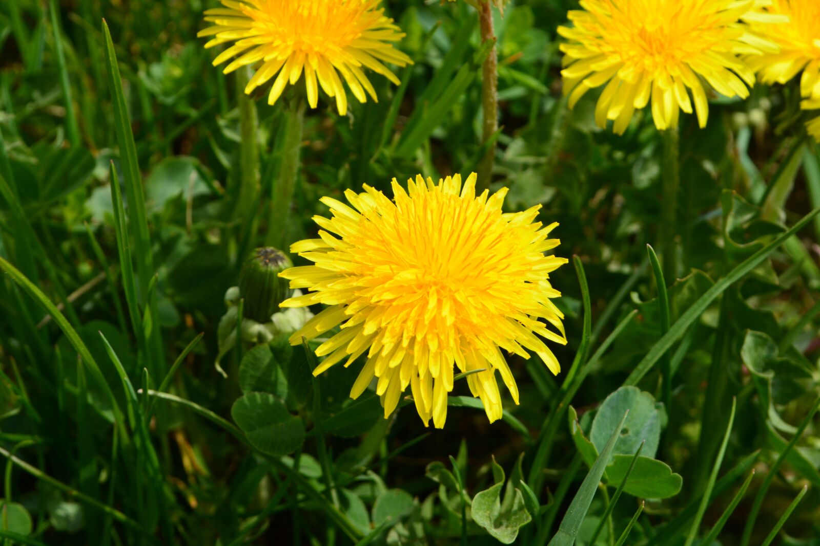 Nikon D5200 sample photo. Dandelion, meadow, nature photography