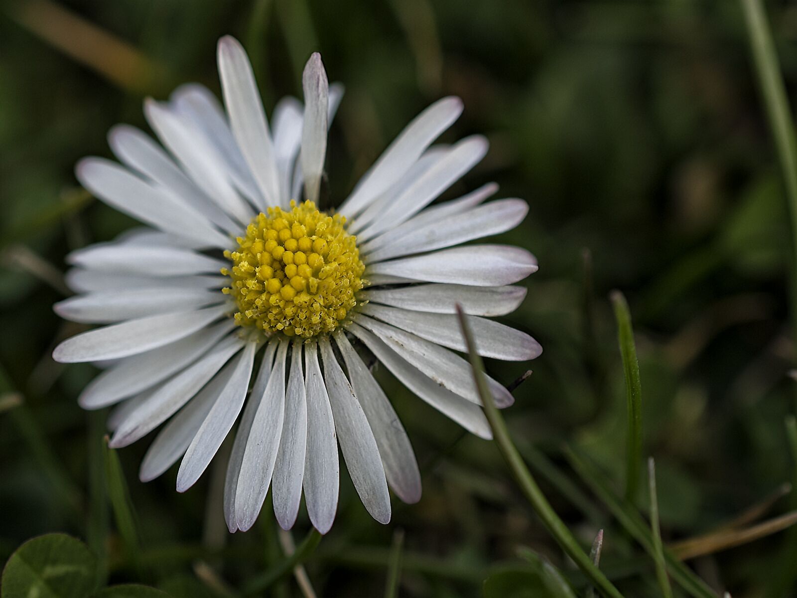 Nikon D3300 sample photo. Flower, plant, nature photography