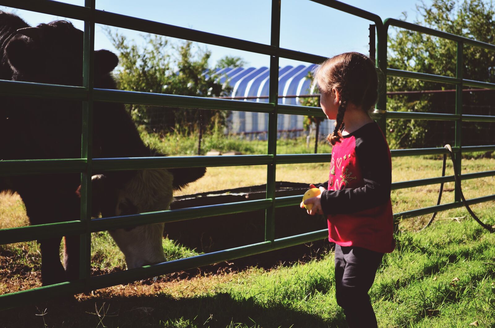Nikon D5100 sample photo. Girl, farm, countryside photography