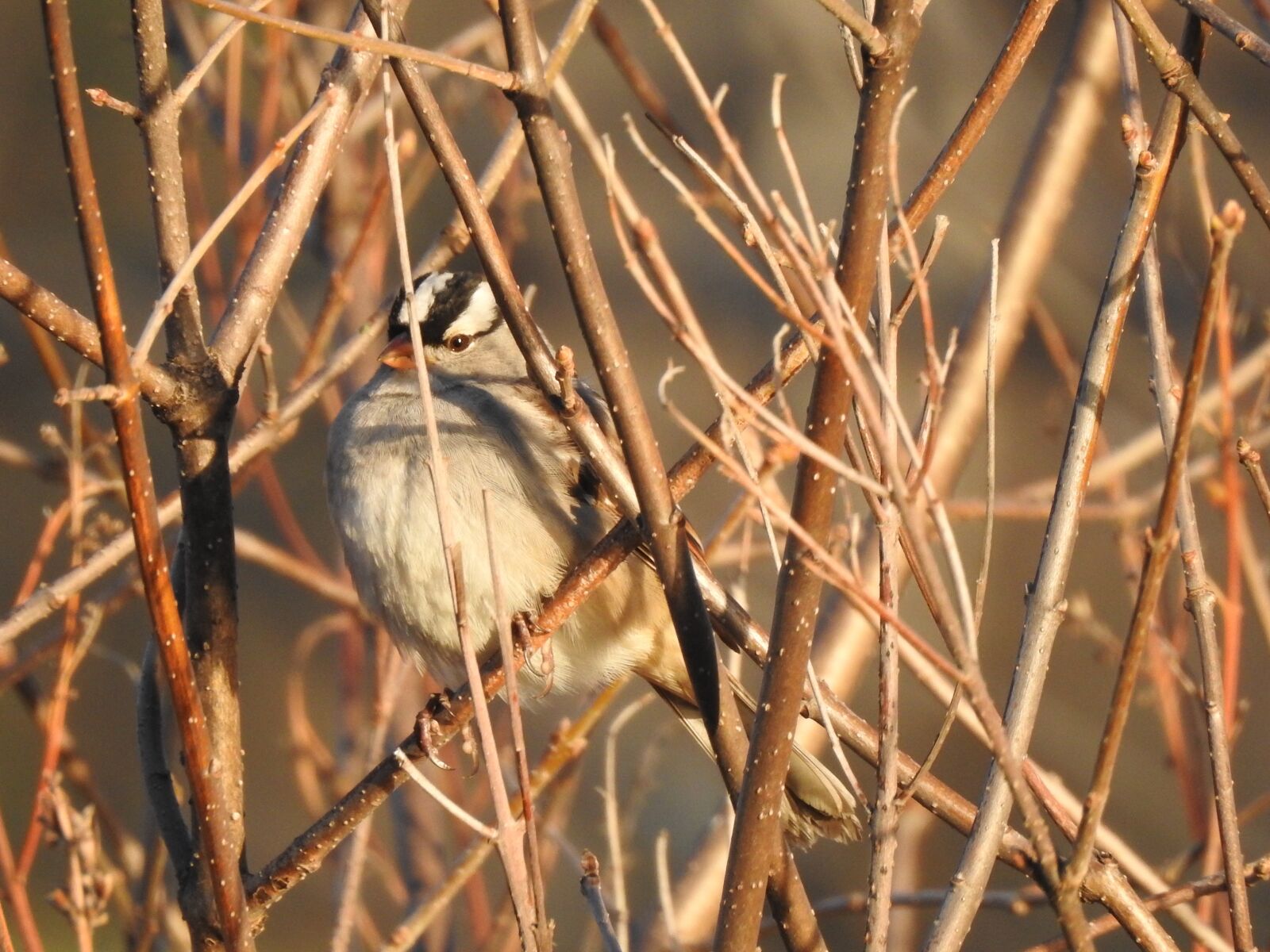 Nikon Coolpix P900 sample photo. Bird, sparrow, fauna photography