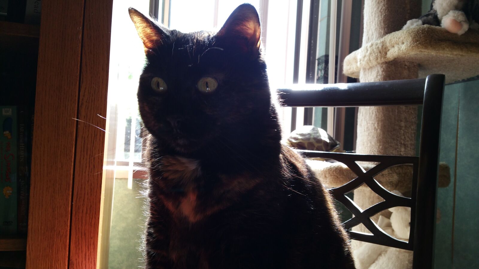 Samsung Galaxy Note4 sample photo. Cat, black, queen photography