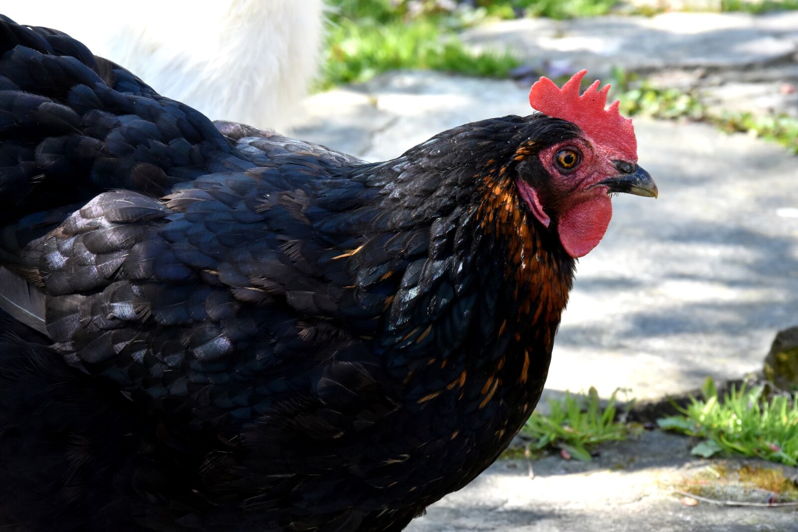 Nikon D7200 sample photo. The hen, chicken, village photography