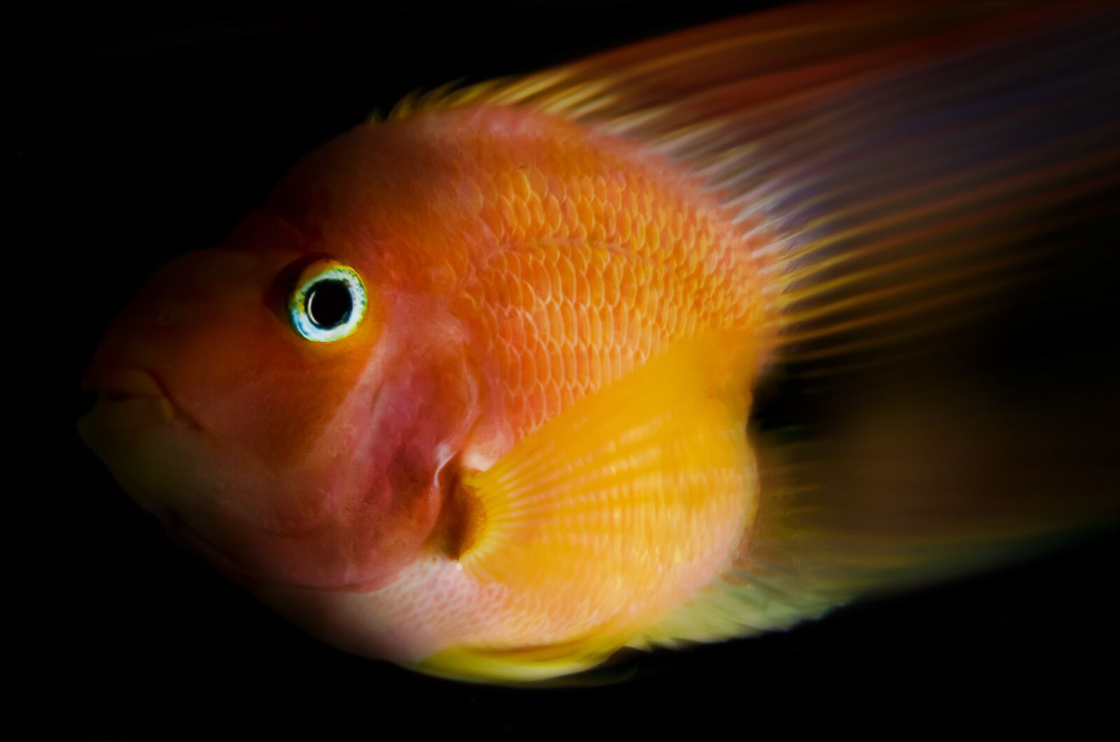 Nikon D7000 sample photo. Fish, nature, animals photography