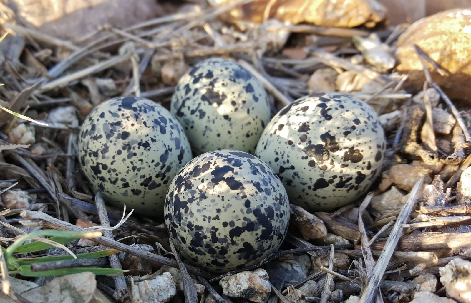 Samsung Galaxy Note5 sample photo. Eggs, bird's eggs, nest photography