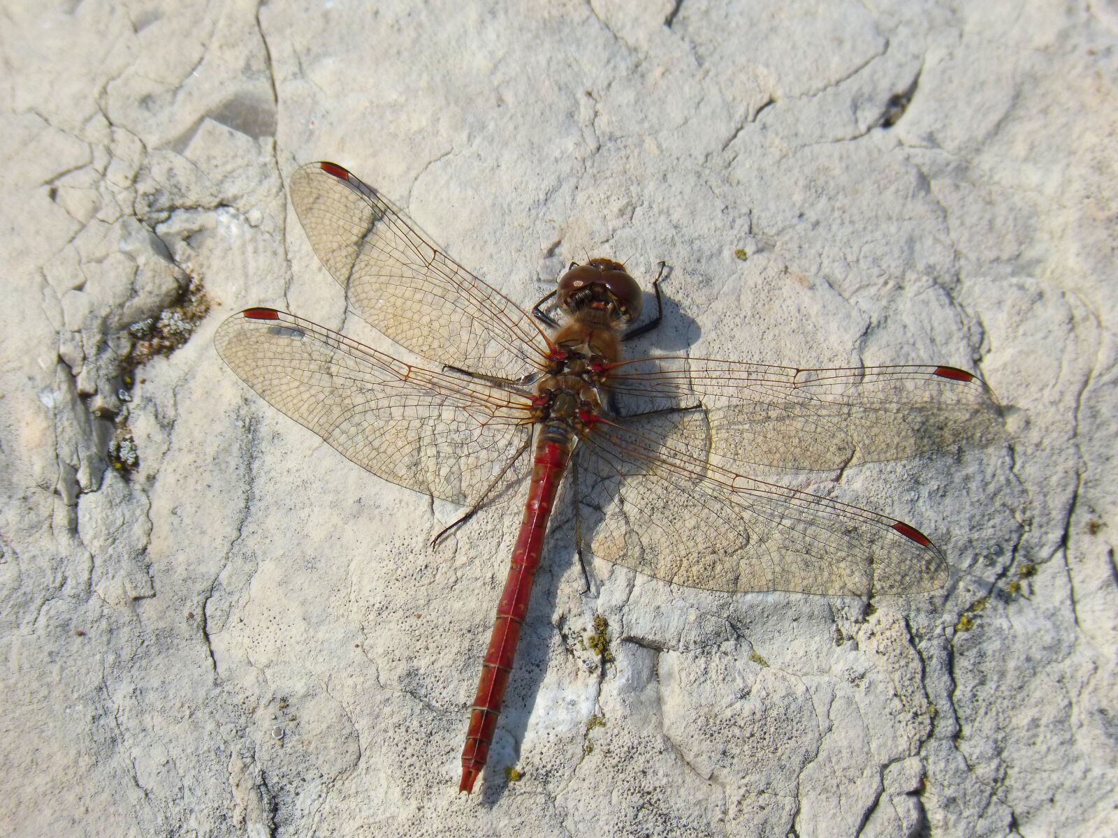 Panasonic DMC-FZ62 sample photo. Dragonfly, red dragonfly, annulata photography