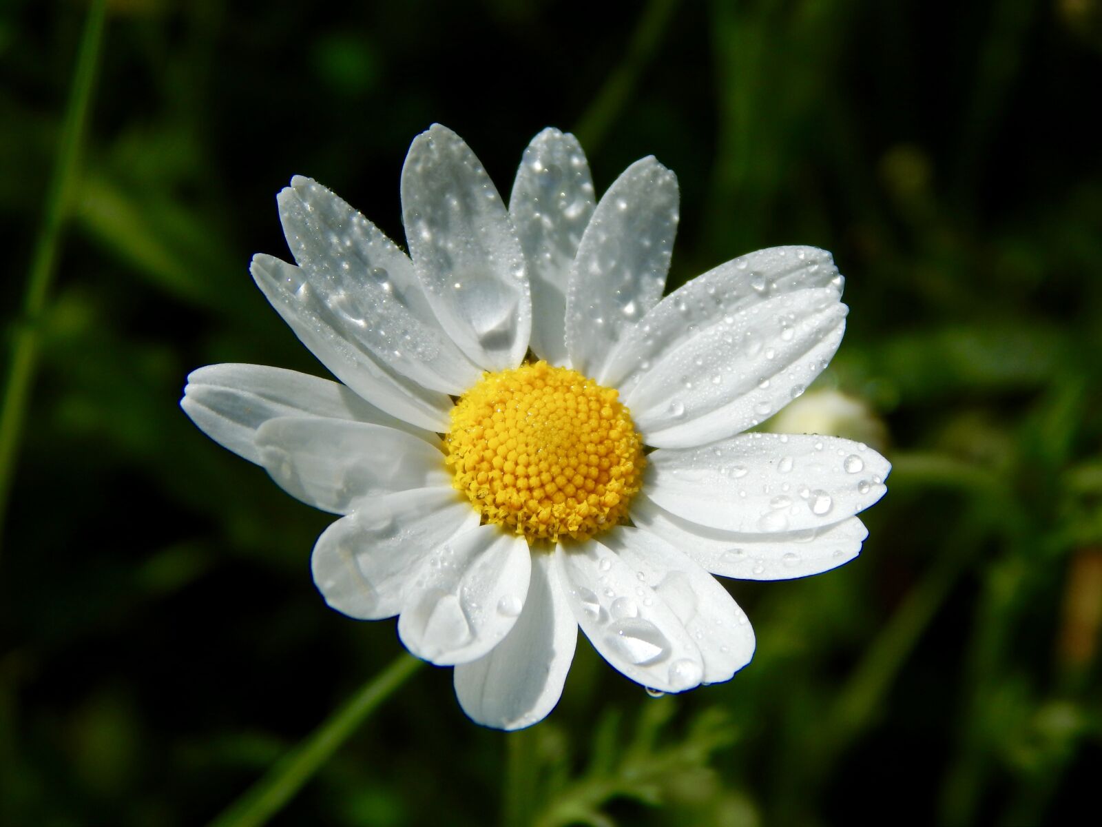 Nikon Coolpix L820 sample photo. Flower, nature, daisies photography