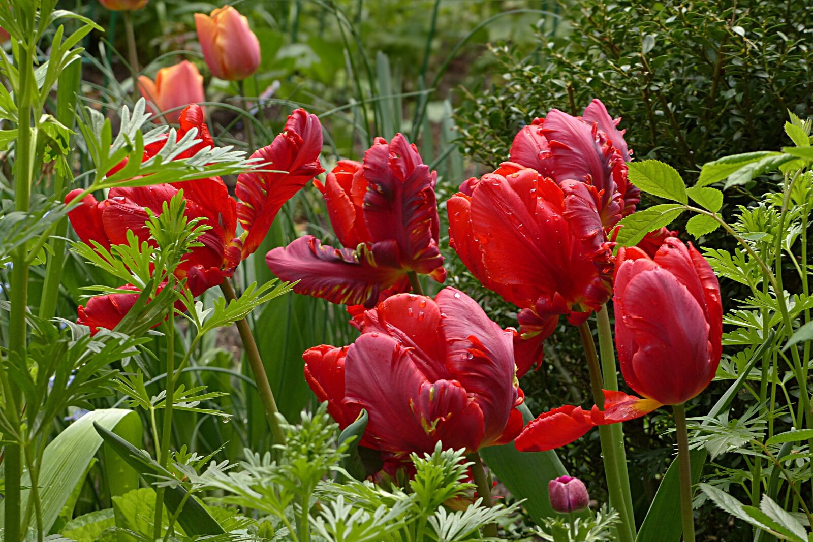 Panasonic Lumix DMC-FZ200 sample photo. Flower, tulip, parrot tulip photography