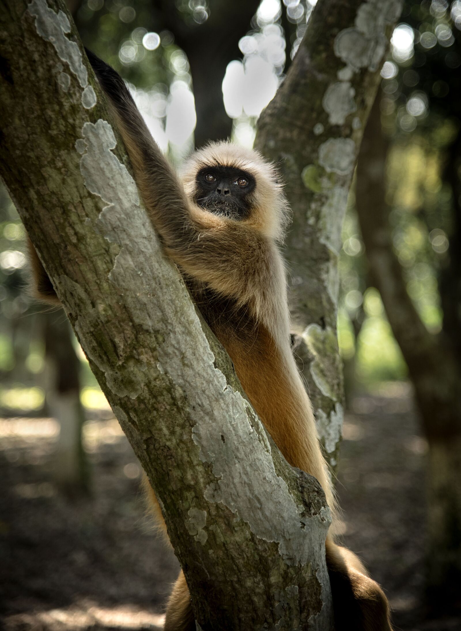 Nikon D750 sample photo. Monkey, primate, ape photography