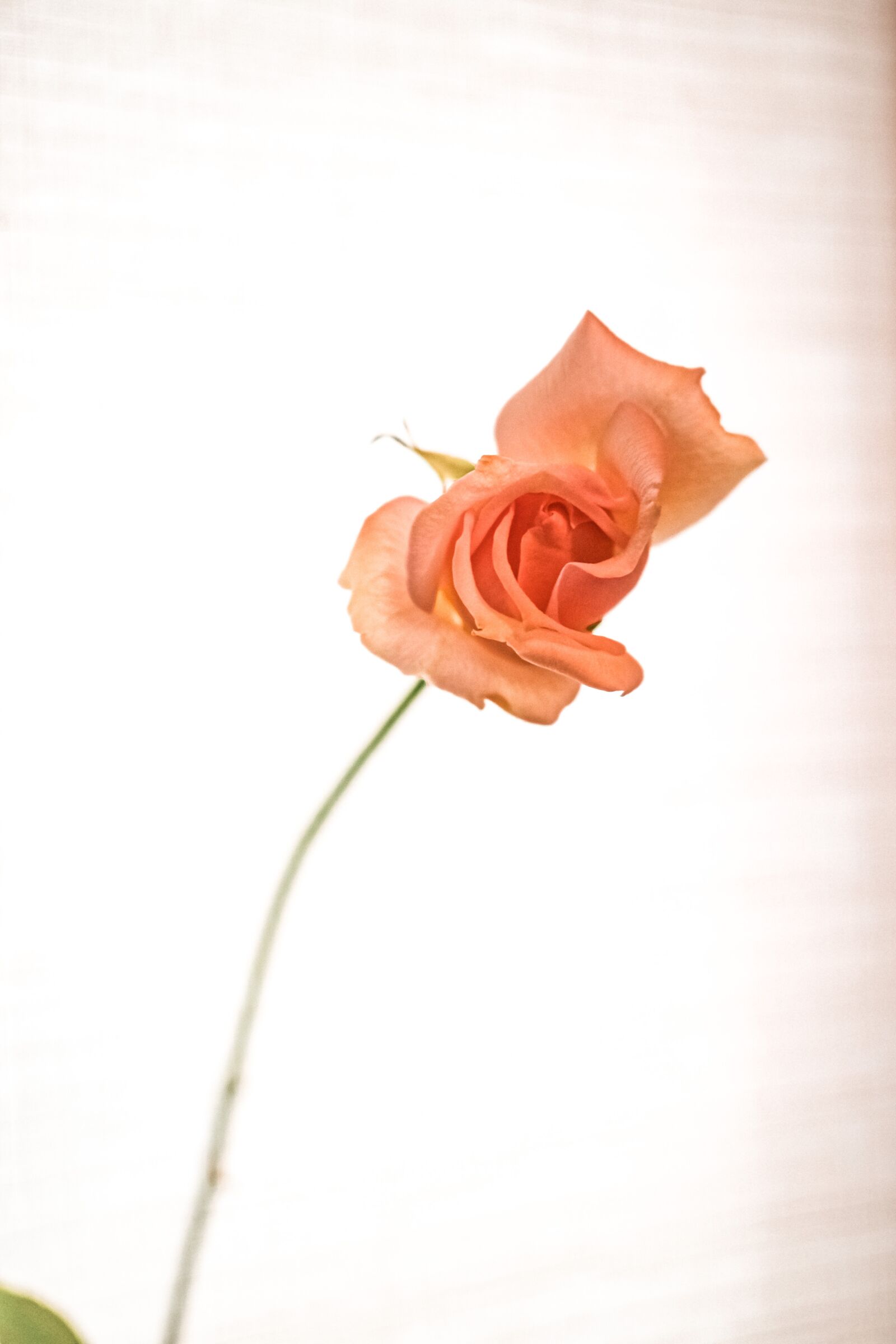 Nikon D5300 sample photo. Rose, window, flower photography