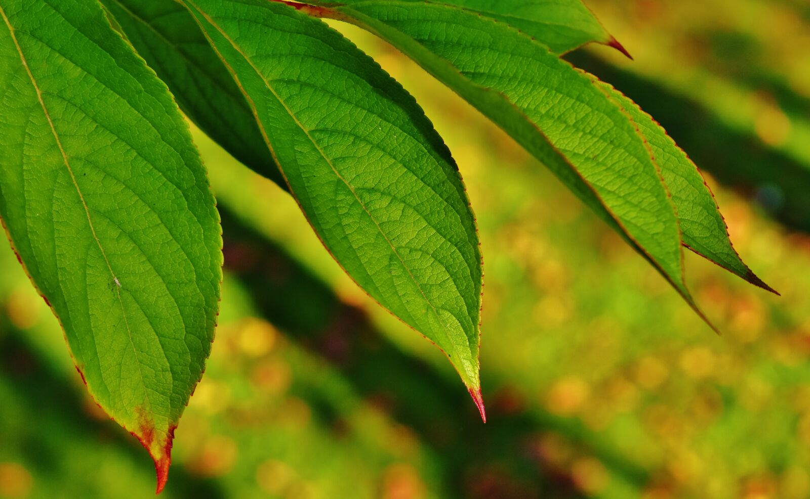 Nikon D7200 sample photo. Leaves, tree, green photography