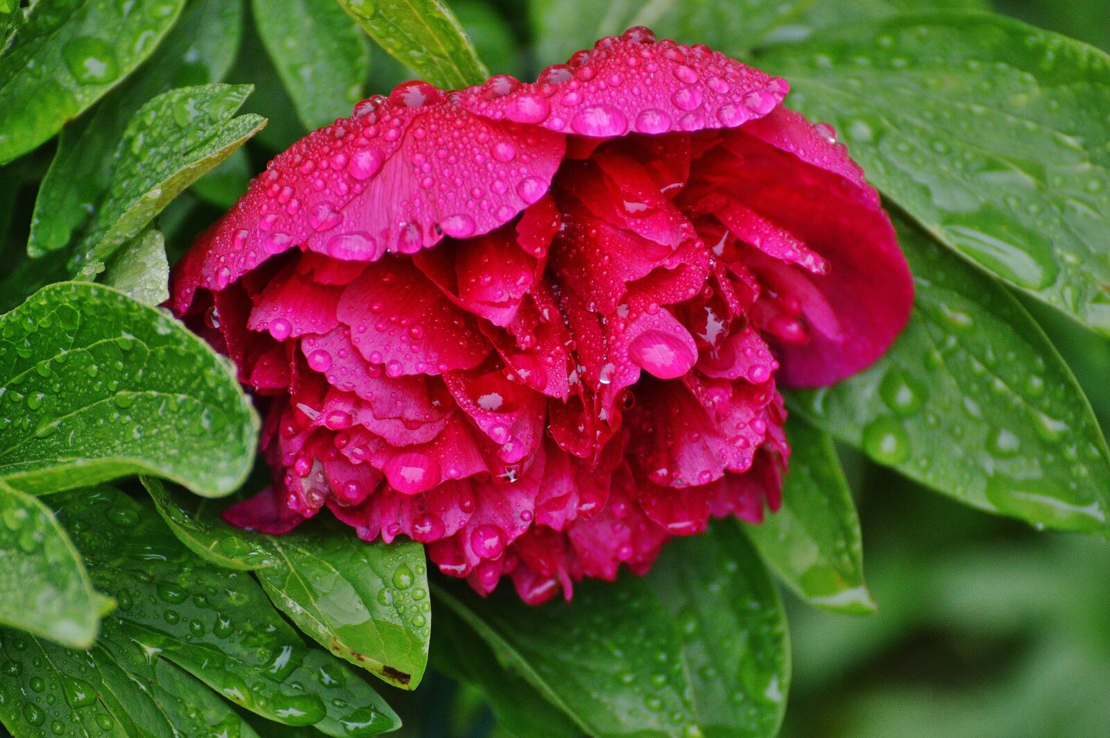 Nikon D3200 sample photo. Peony, rain, drip photography