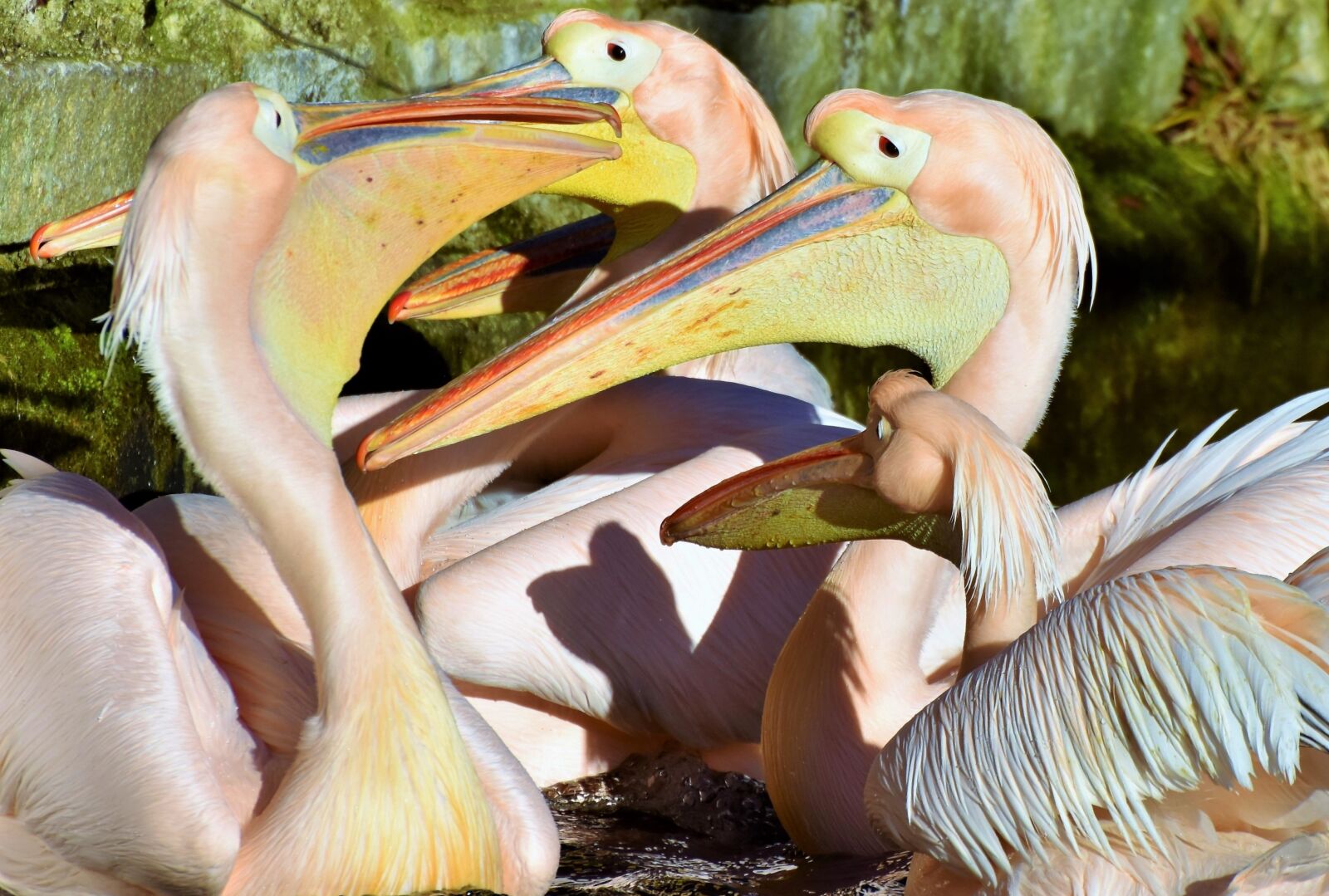 Nikon D7200 sample photo. Pelikan, water bird, pink photography