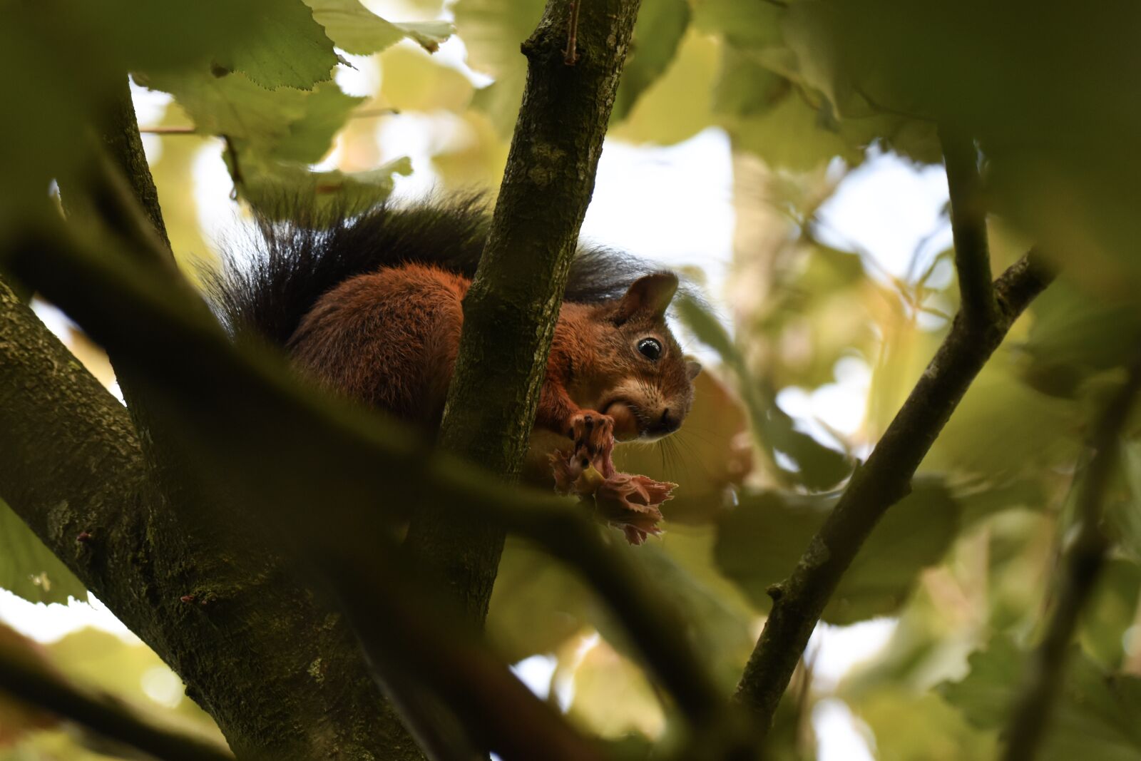 Nikon D5500 sample photo. Squirrel, mammal, rodent photography