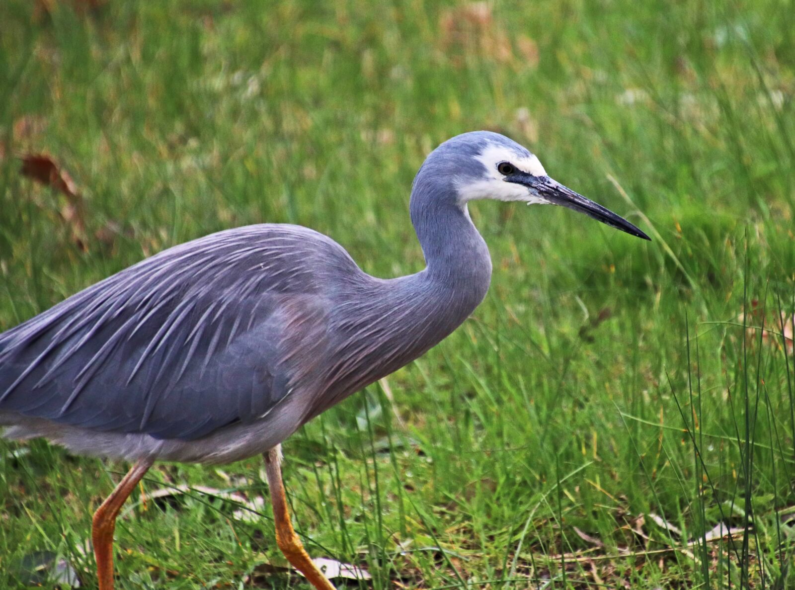 Canon EOS 800D (EOS Rebel T7i / EOS Kiss X9i) sample photo. Bird, grey heron, wildlife photography