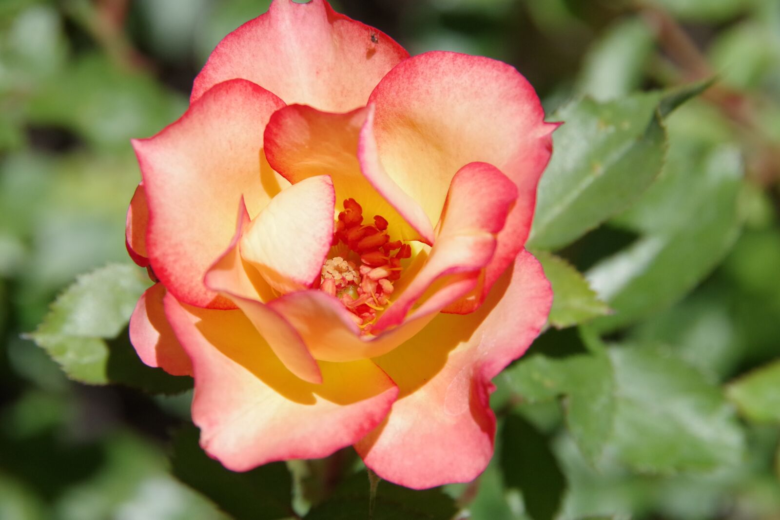 Pentax K-S2 sample photo. Flower, flora, floral photography