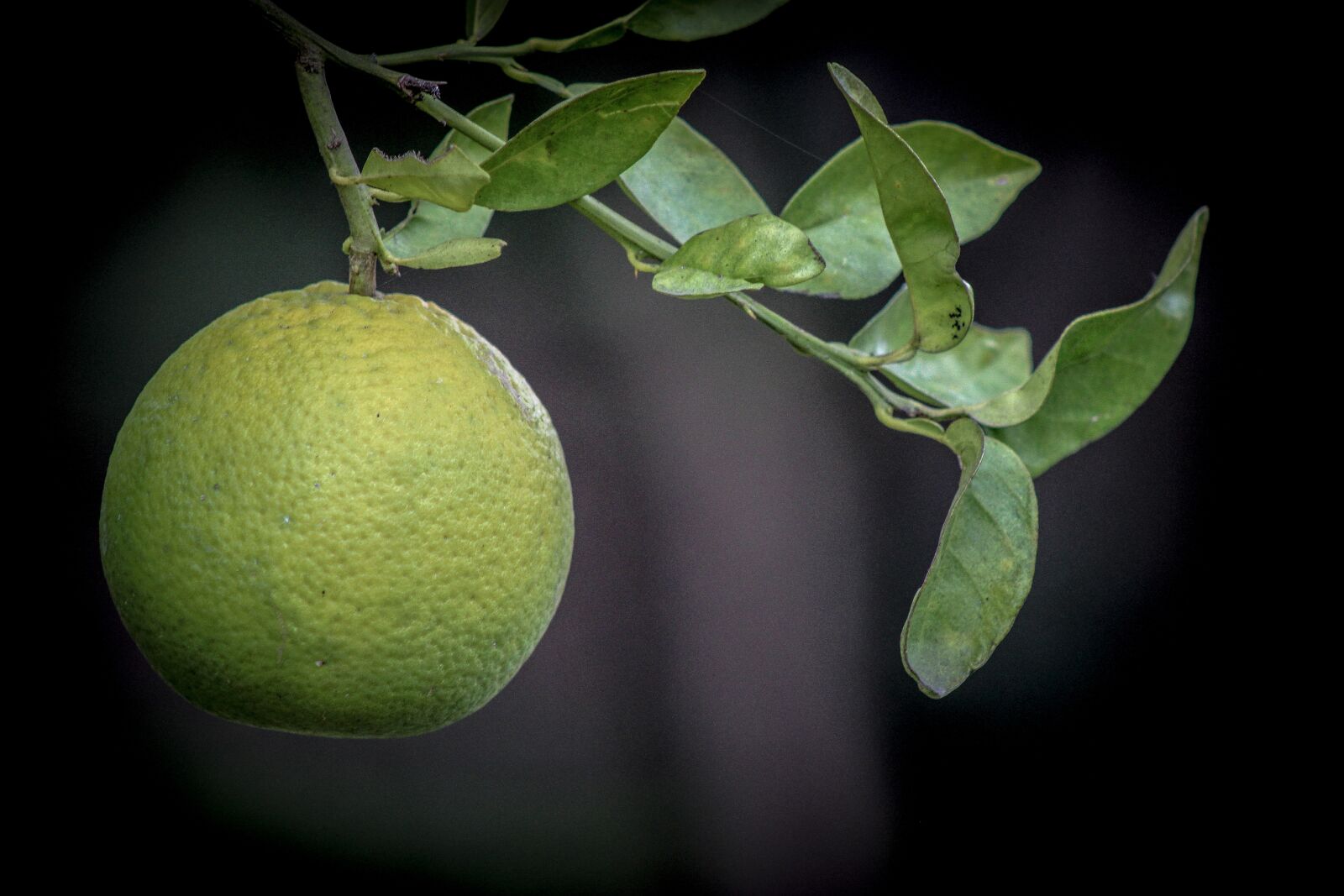 Canon EOS 600D (Rebel EOS T3i / EOS Kiss X5) sample photo. Leaf, fruit, nature photography