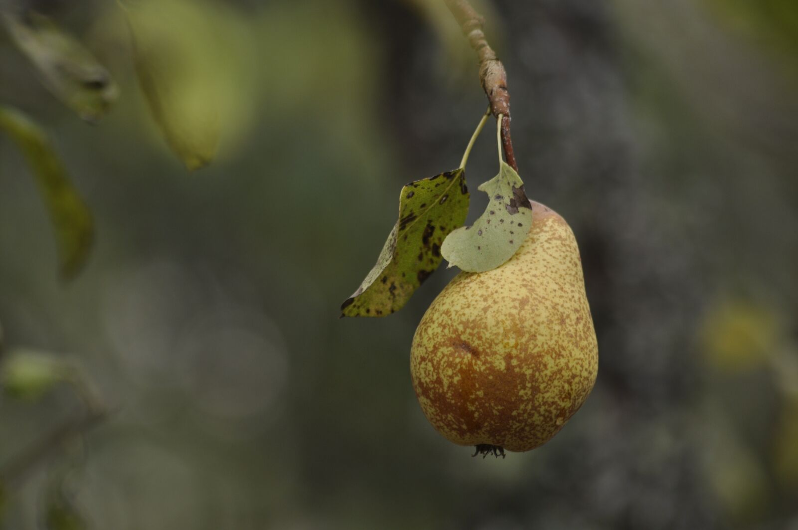 Nikon D90 sample photo. Pear, tree, branch photography