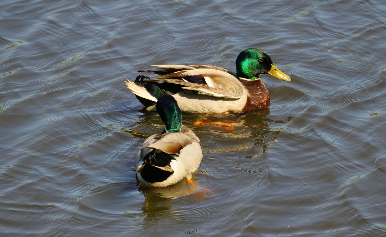 Canon EOS M5 + Canon EF-M 18-150mm F3.5-6.3 IS STM sample photo. Ducks, drake, male photography