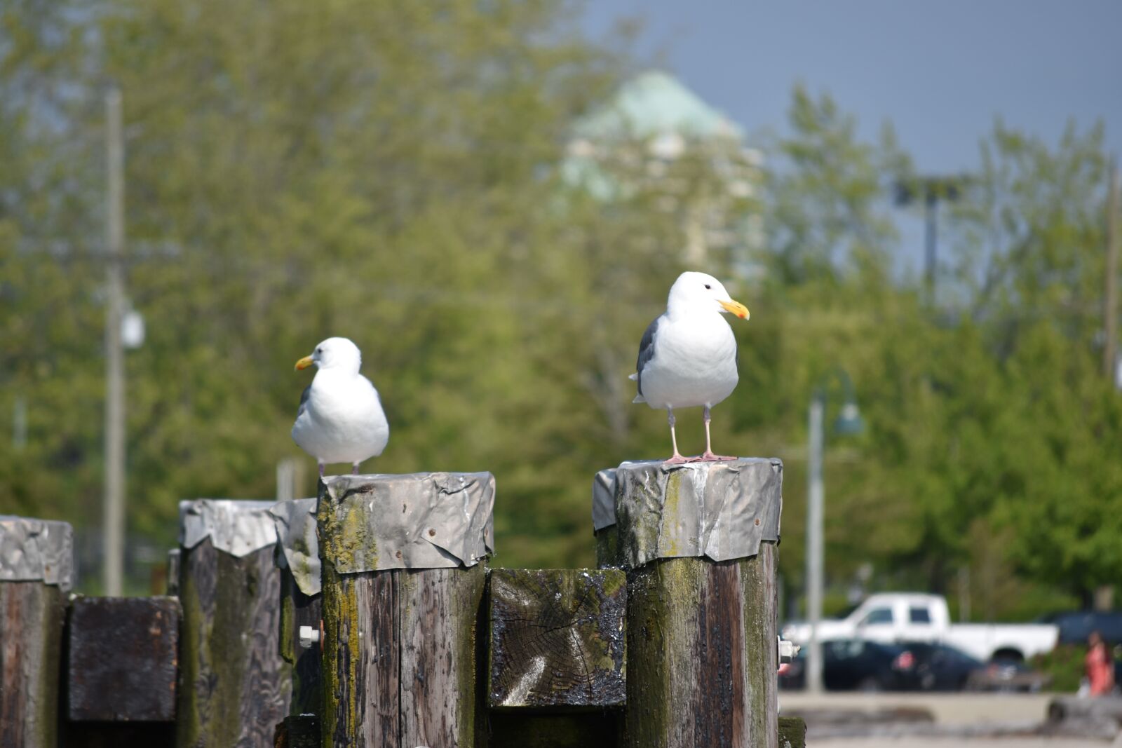 Nikon D5600 sample photo. Couple, birds, seagulls photography