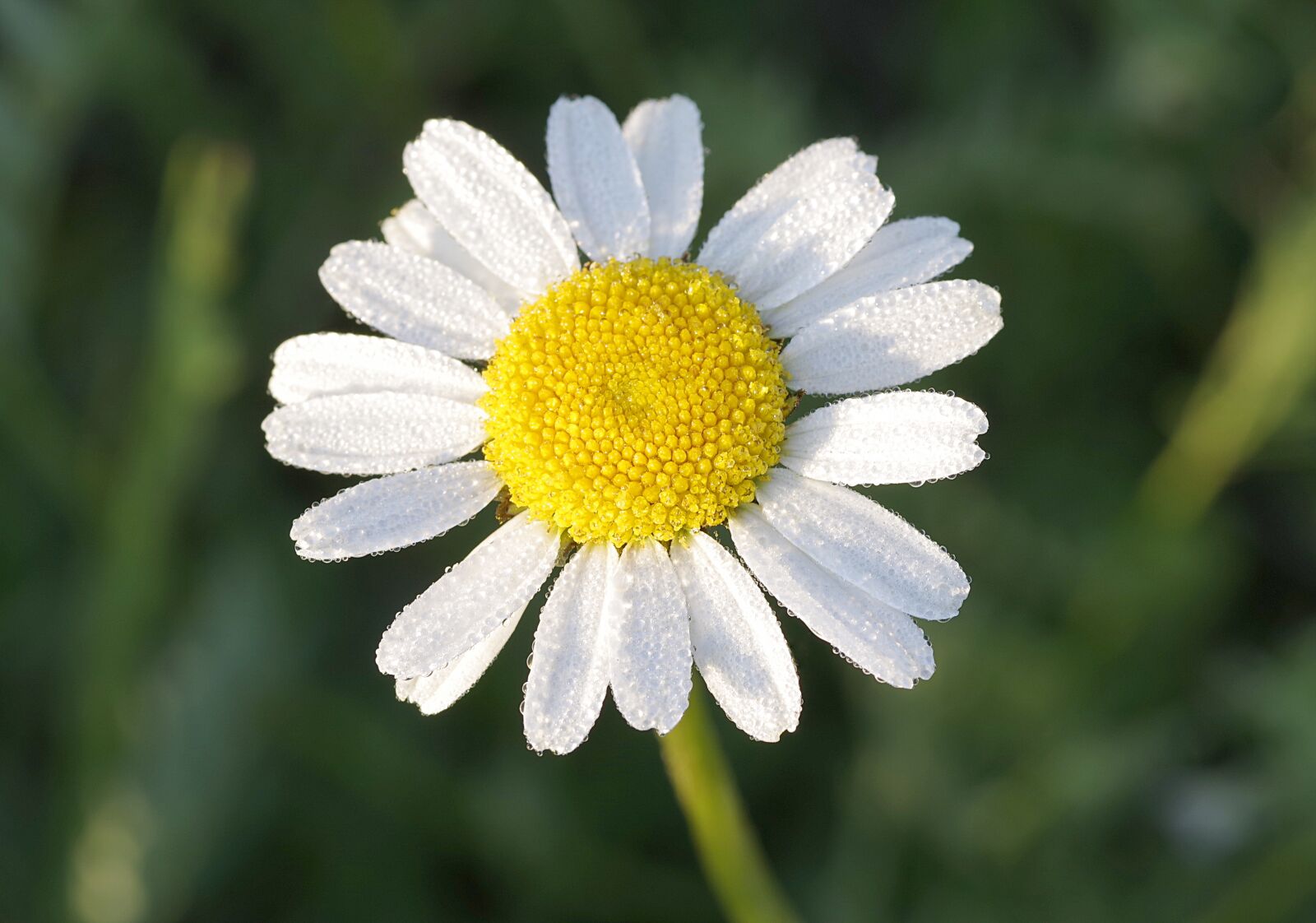 Pentax K-S2 sample photo. Daisy, flower, yellow photography