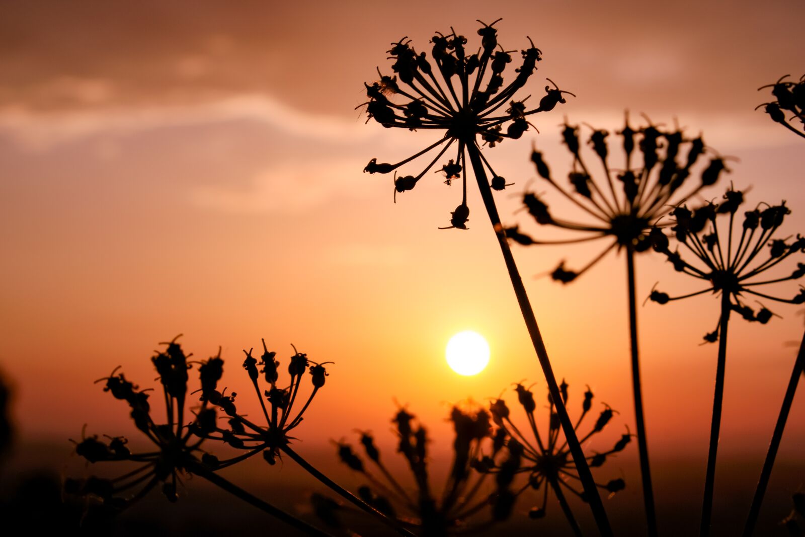 Canon EOS 750D (EOS Rebel T6i / EOS Kiss X8i) sample photo. Flowers, sunset, sky photography