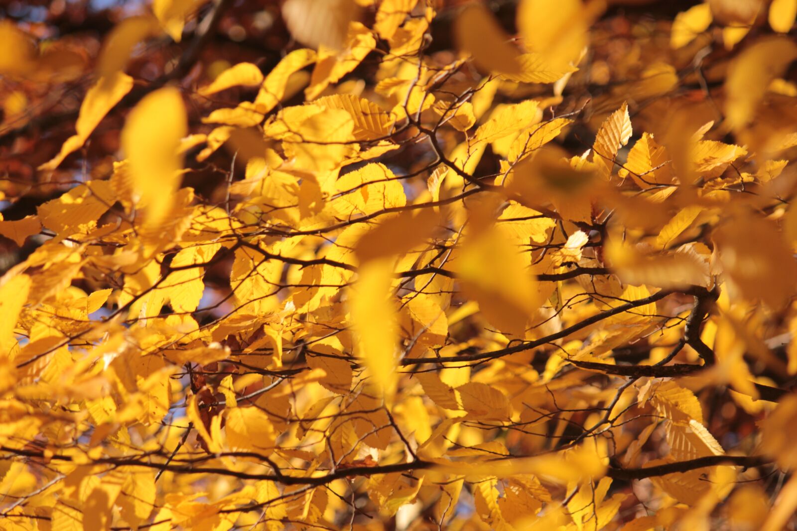 Canon EOS 550D (EOS Rebel T2i / EOS Kiss X4) sample photo. Golden autumn, yellow, leaves photography