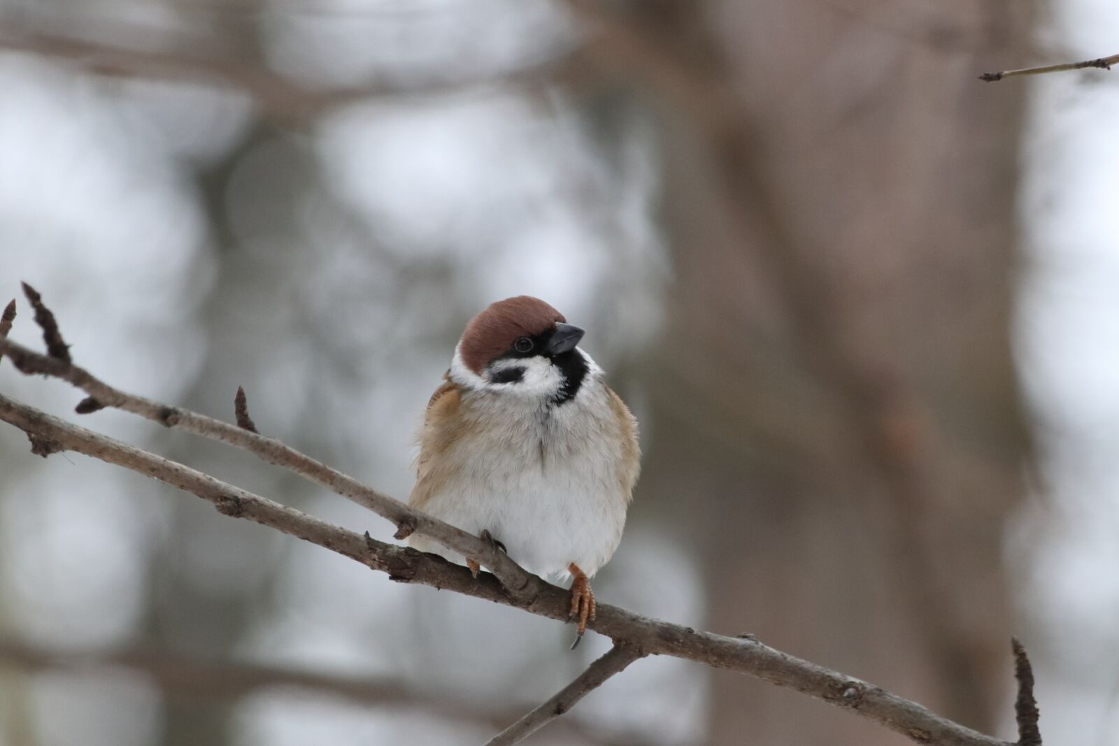 Canon EOS 77D (EOS 9000D / EOS 770D) sample photo. Living nature, bird, nature photography