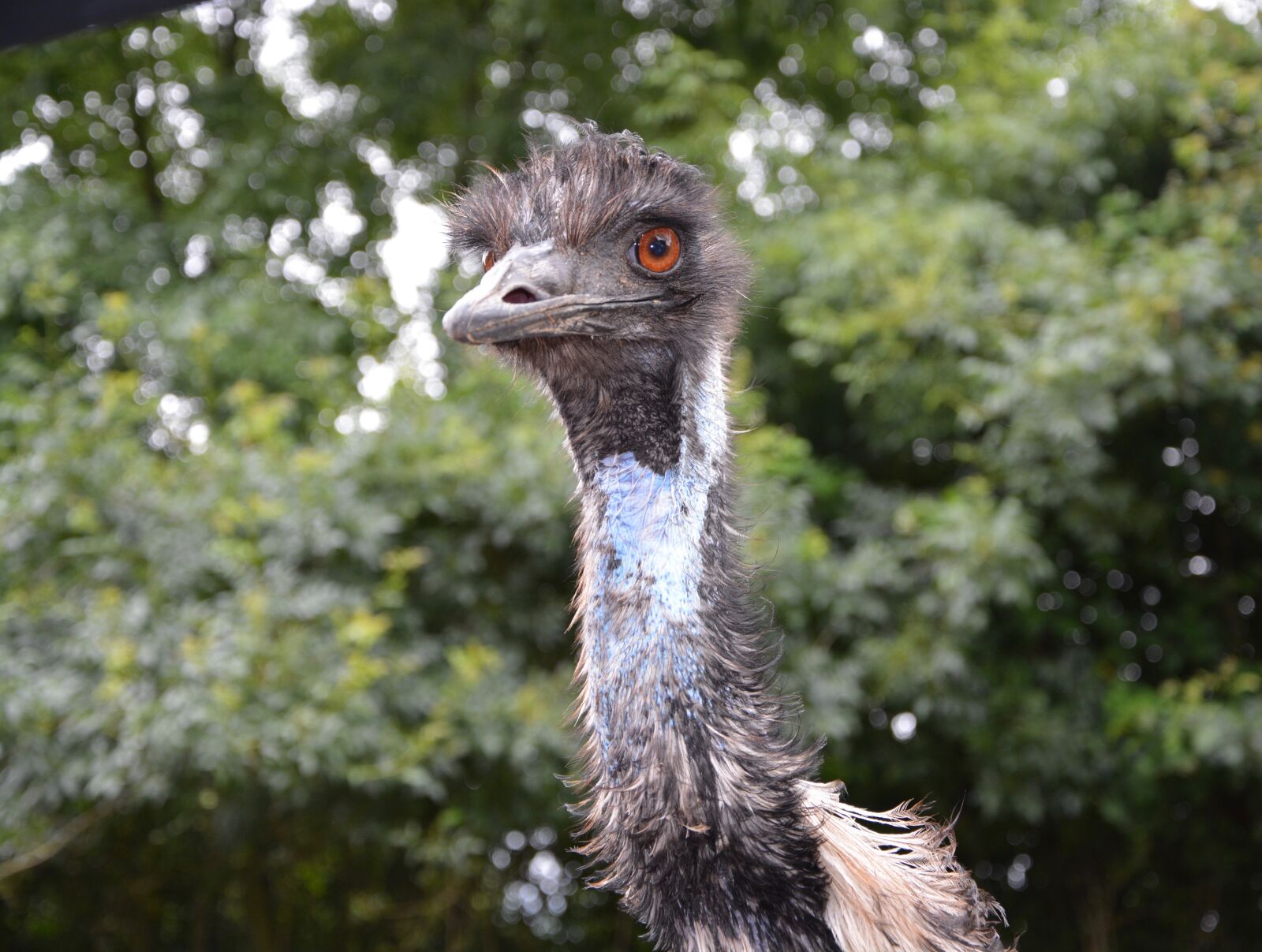 Nikon D5200 sample photo. Emu, big bird, nature photography