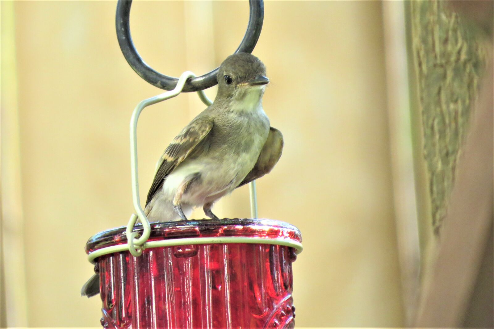 Canon PowerShot SX50 HS sample photo. Bird, tan, brown photography