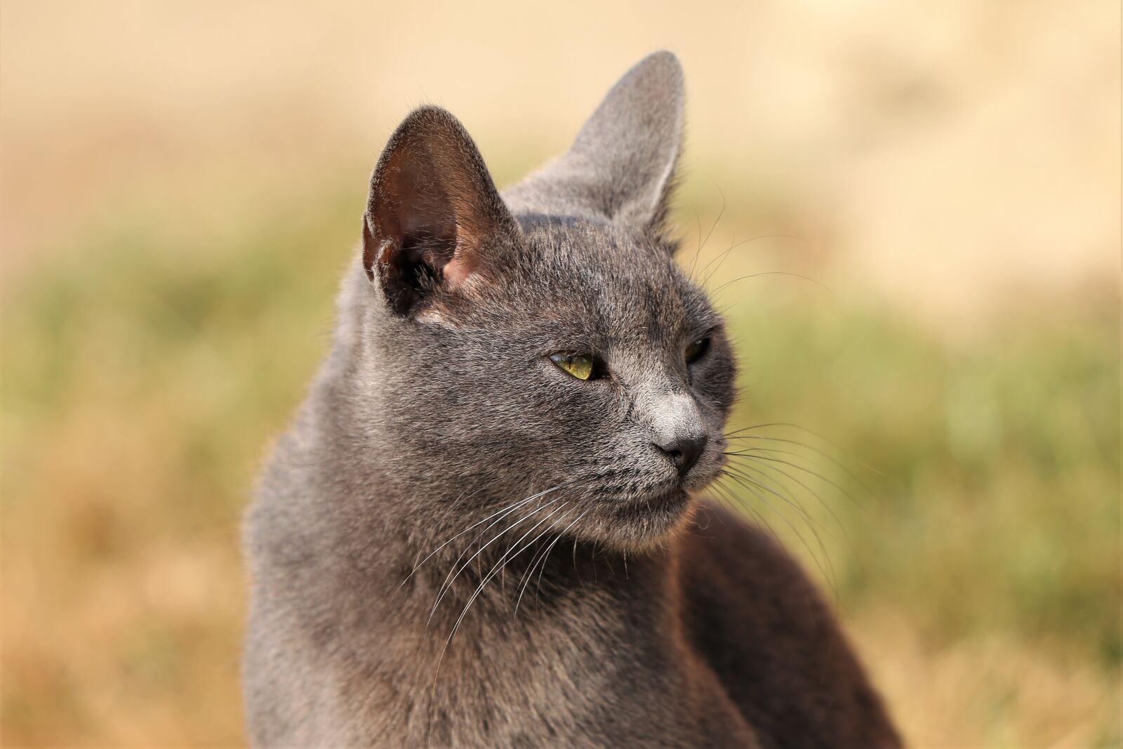 Canon EF 70-300 F4-5.6 IS II USM sample photo. Cat, grey, animal photography