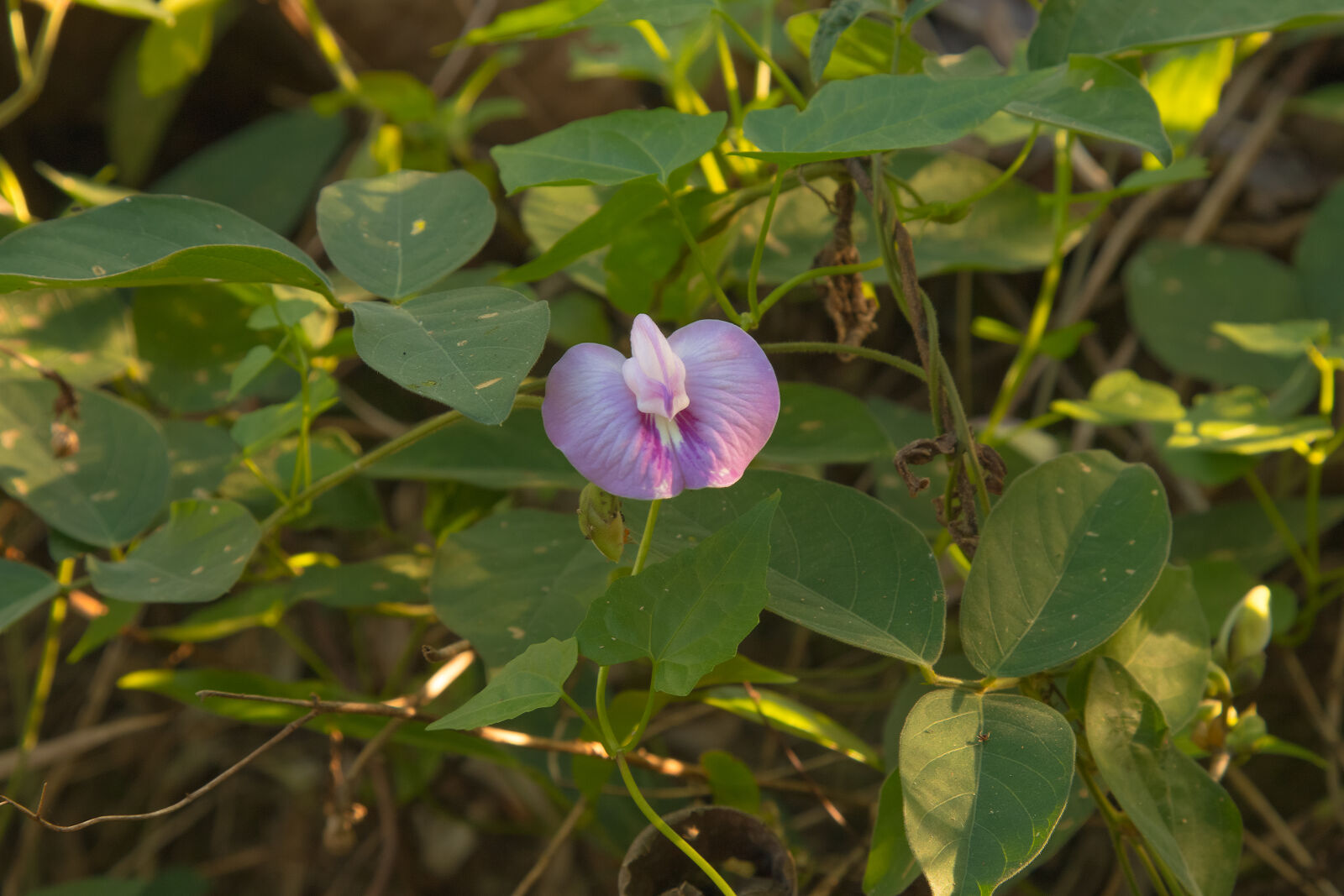 Canon EF 24-105mm F4L IS USM sample photo. Flower, nature, wayside photography