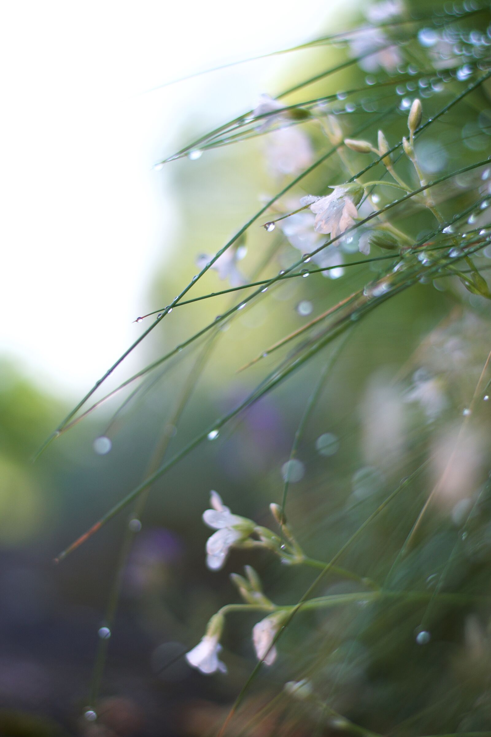 Nikon D3300 sample photo. Background, image, blur, bokeh photography